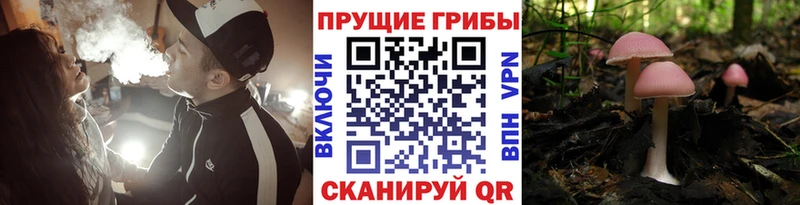 купить Калач Псилоцибиновые грибы Psilocybine cubensis